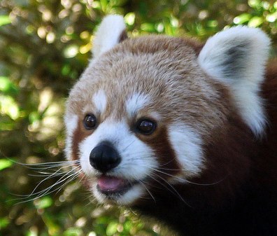 Red panda (Firefox)